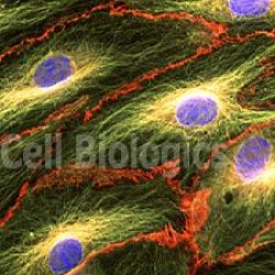 Human Endothelial Cells (19)